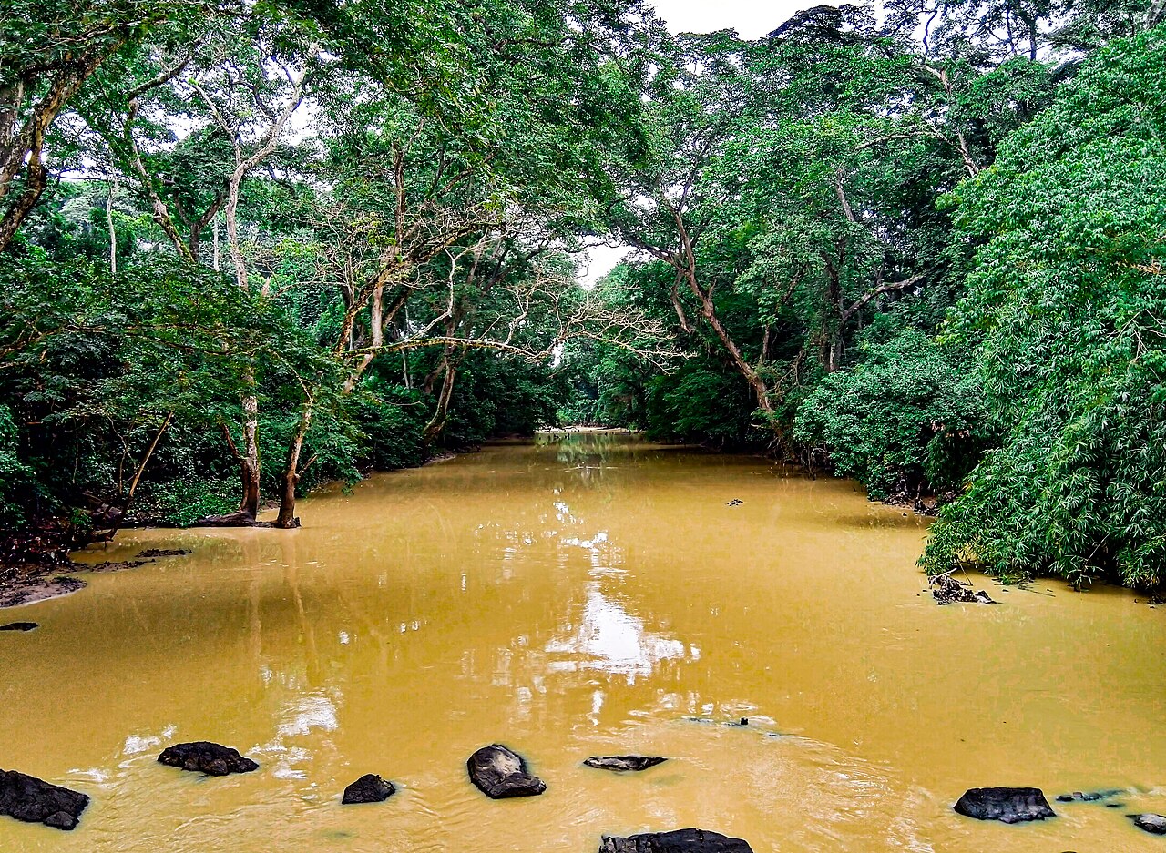 The Ọ̀ṣun River flowing through the grove at Òṣogbo